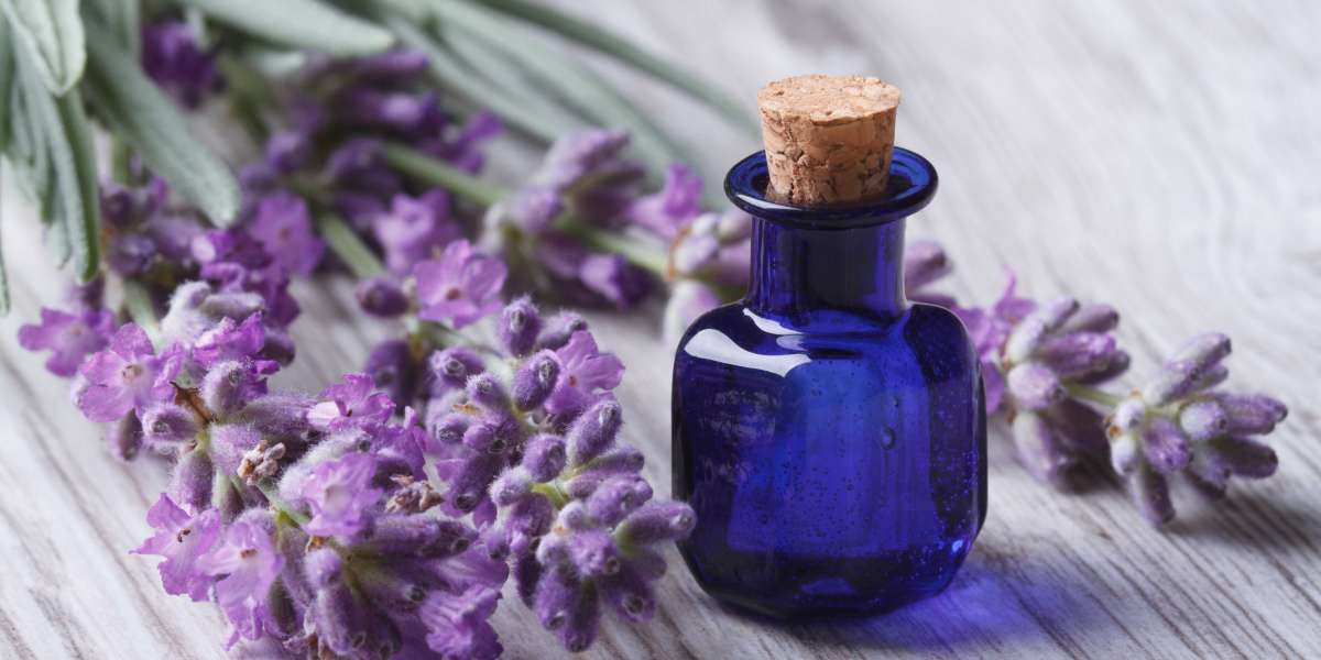 Dutch Lavender: Developing The Fragrant Gem