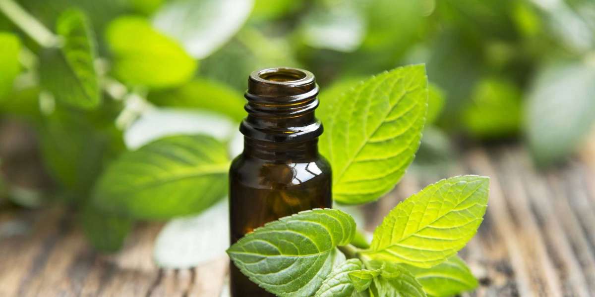 The Enchantment of Peppermint oil Mentha Piperita Leaf Extricate: Nature’s Cooling Elixir