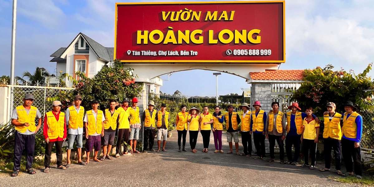 Hình Ảnh Hoa Mai Vàng Rực Rỡ Đón Tết - Vẻ Đẹp Tinh Túy Cho Mùa Xuân